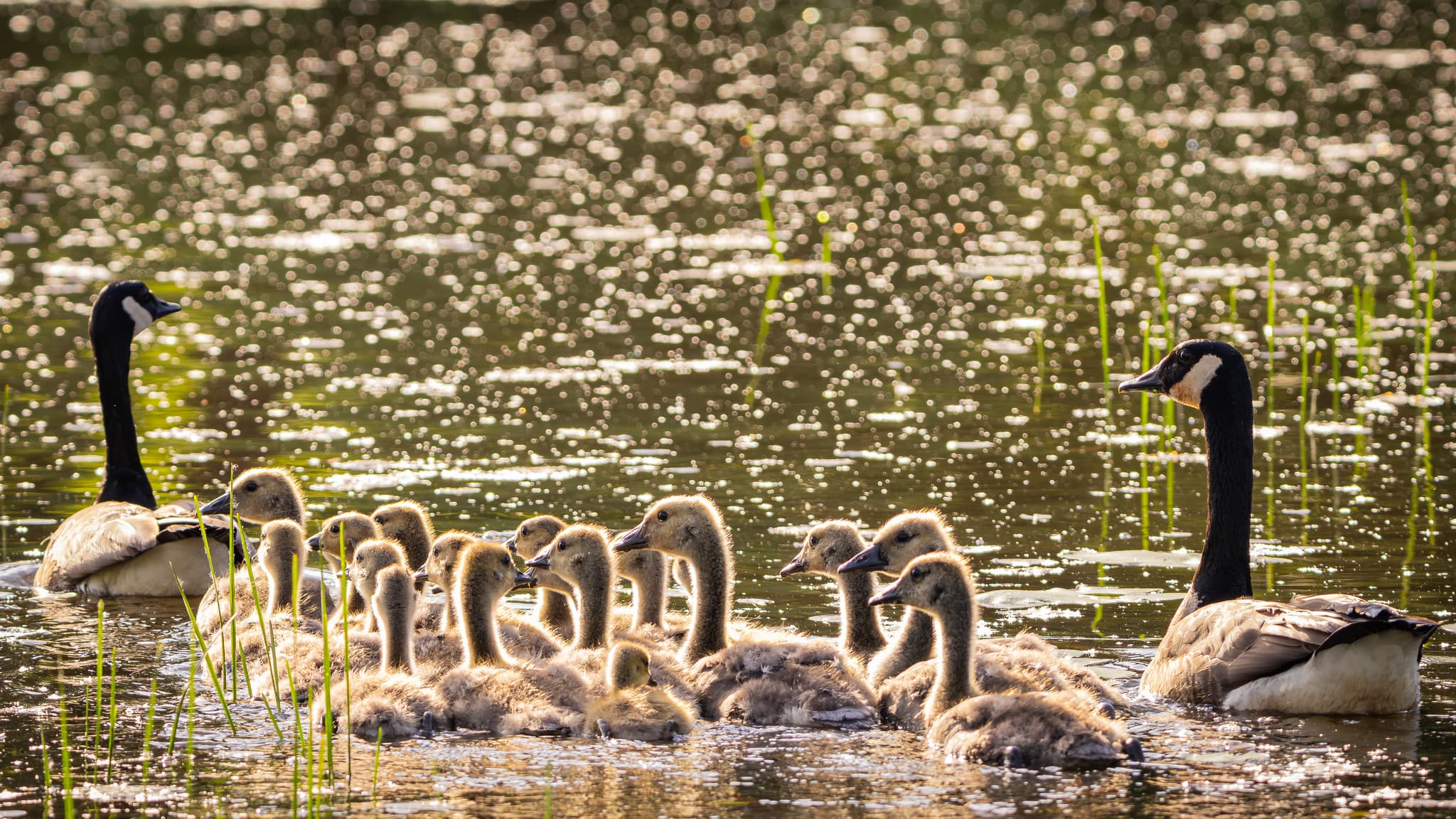 Two adult Canada geese and a group of goslings float on a sunlit body of water dotted with water plants