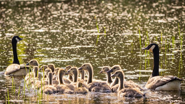 Two adult Canada geese and a group of goslings float on a sunlit body of water dotted with water plants
