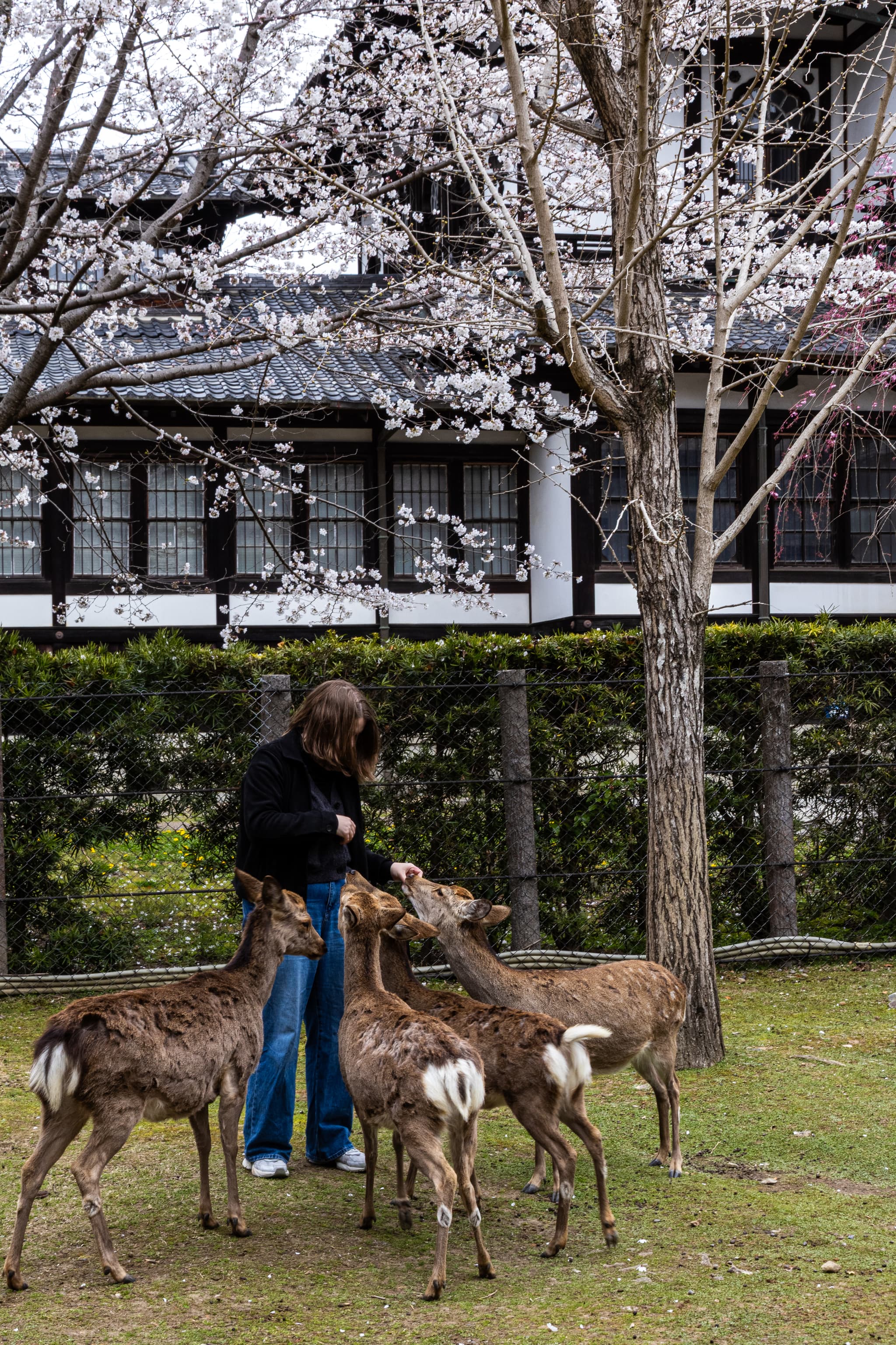 wife swarmed by deer