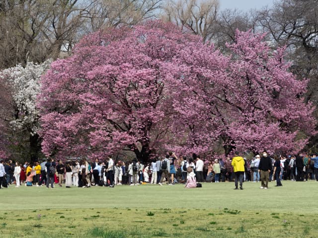 People love a pink tree