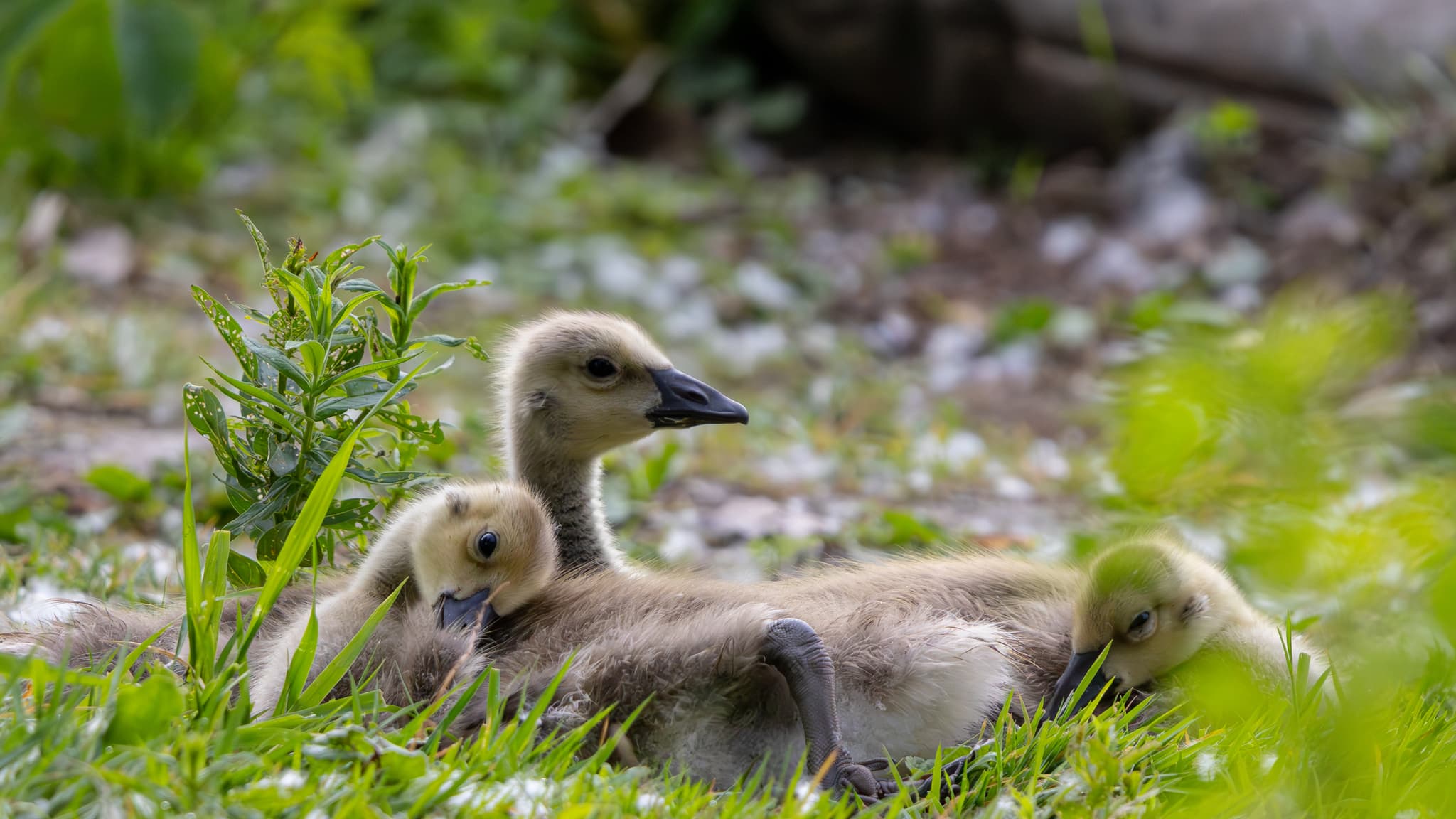 Three goslings resting on grass