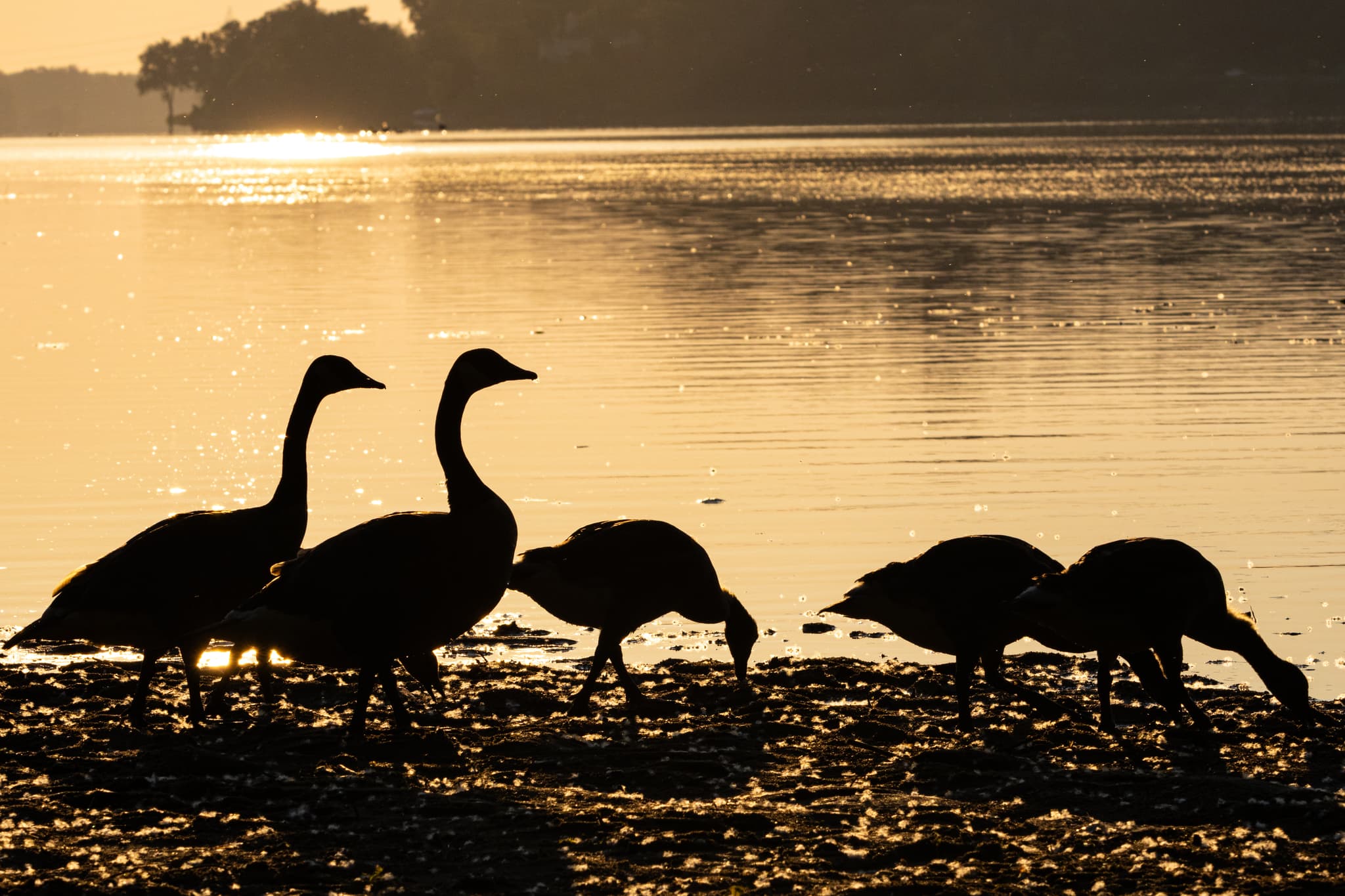 Silhouettes of five geese by a water body at sunset, with three standing and two feeding