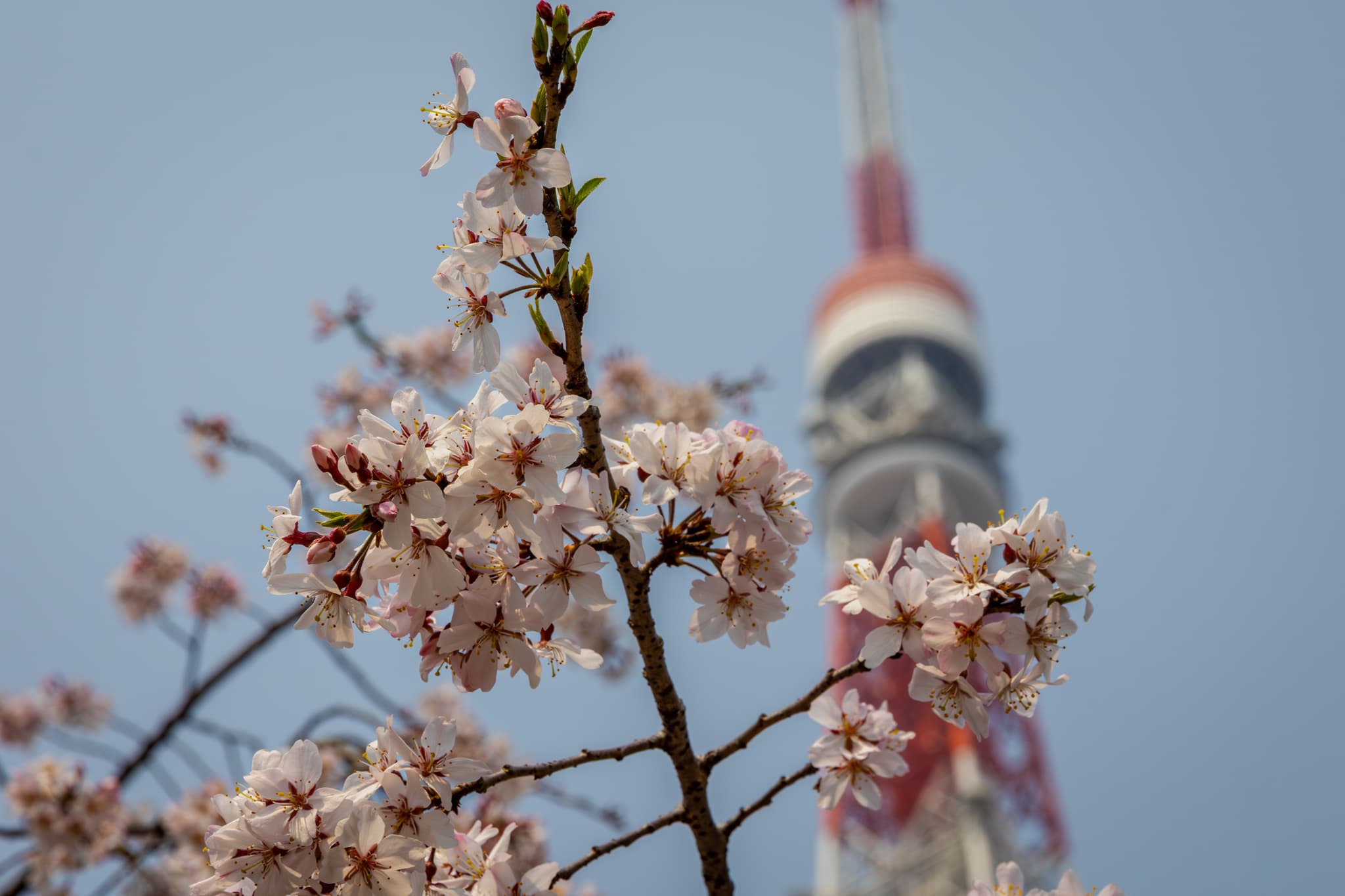 cherry blossom in a park near tokyo tower