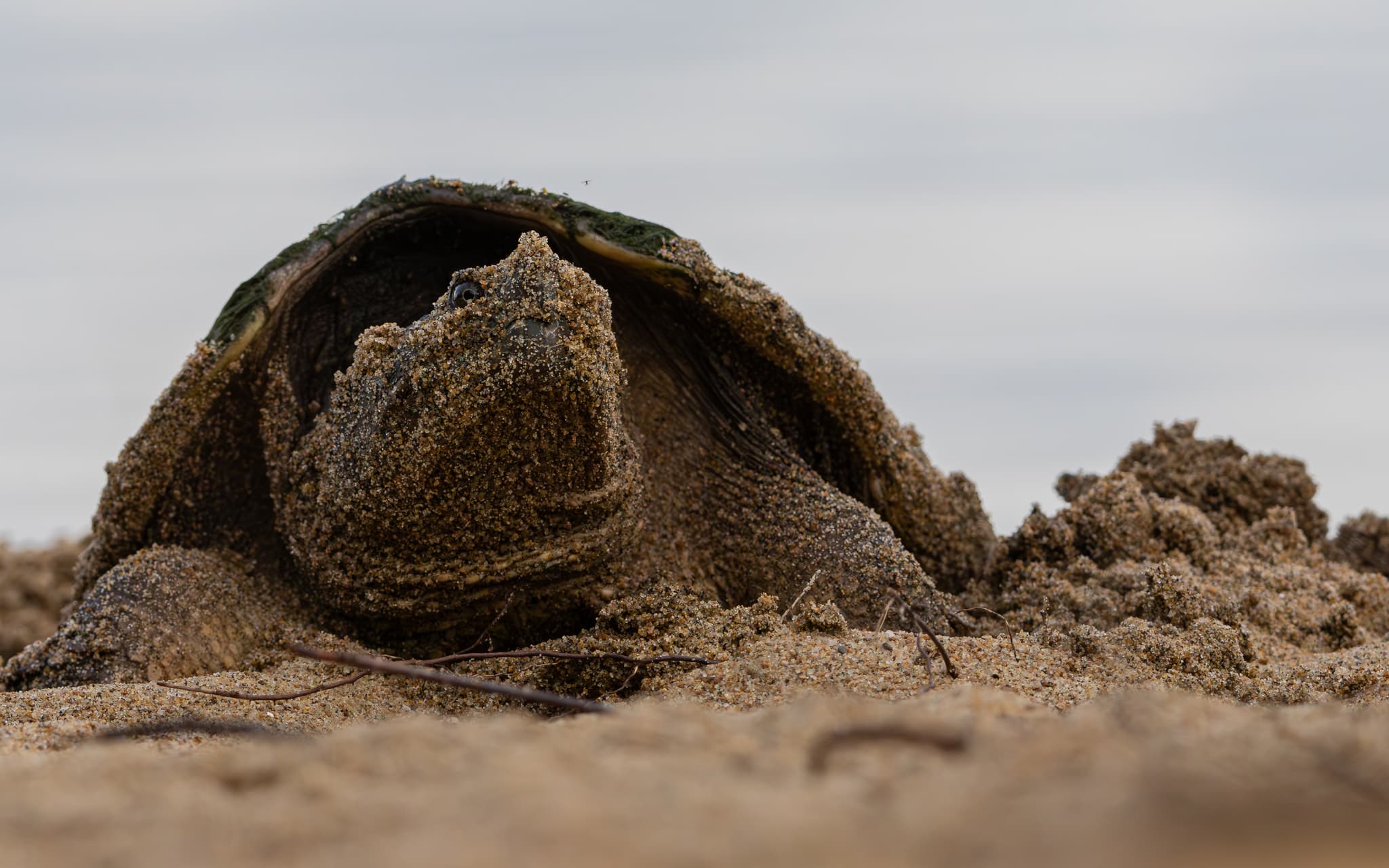 A snapping turtle is partially buried in sand, on a beach, with its head and part of its shell visible