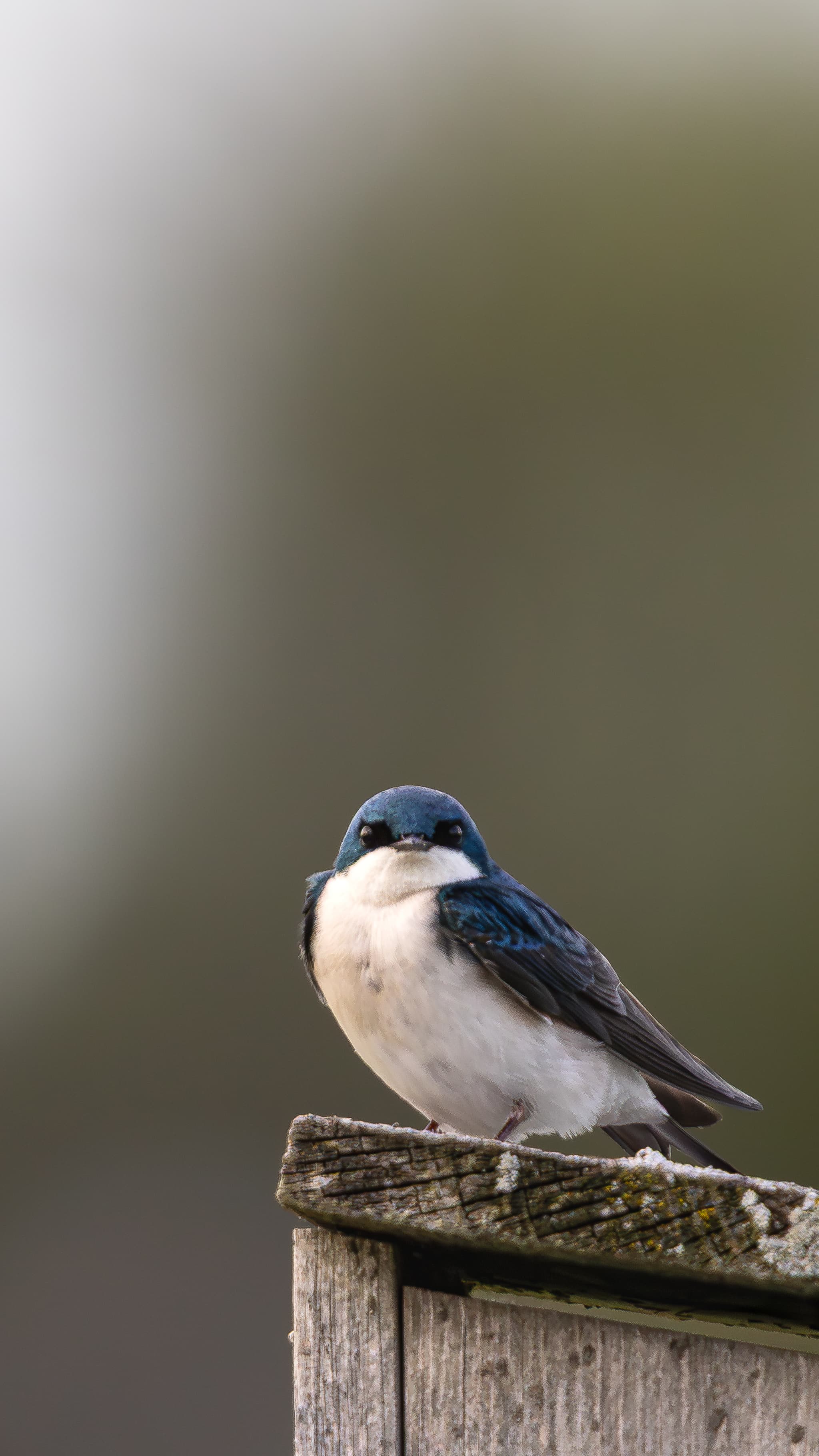 tree swallow