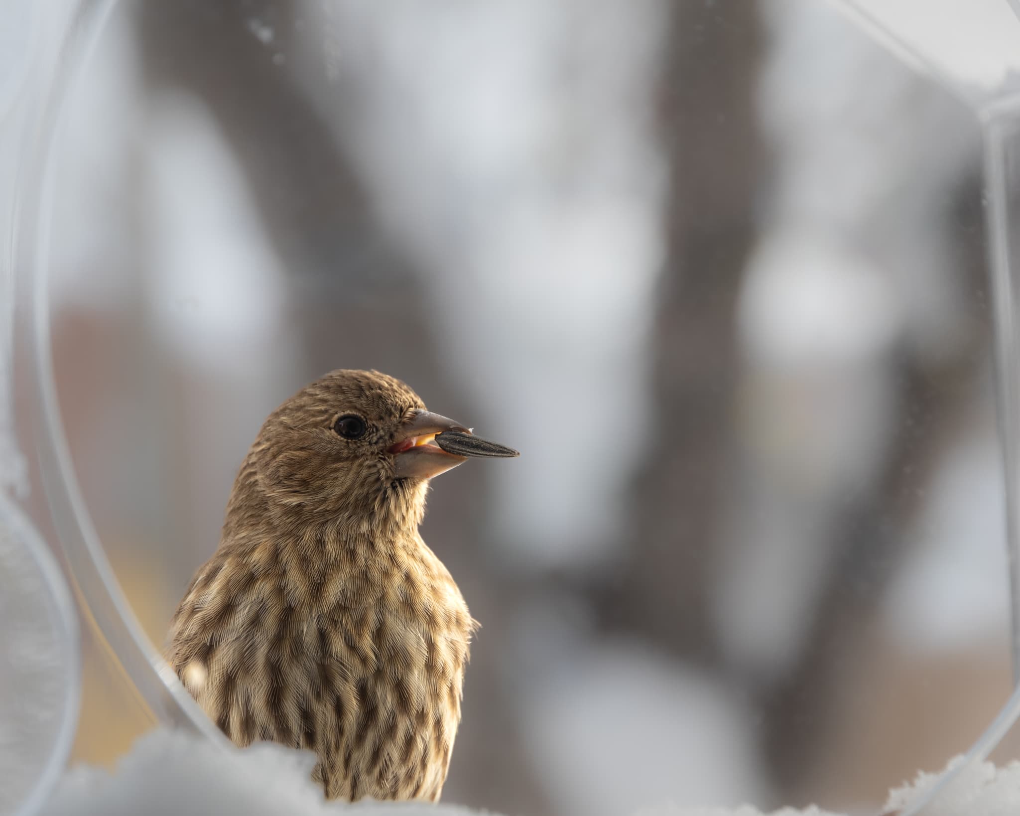 another valentine's house finch friend