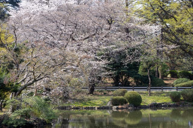 more cherry blossoms