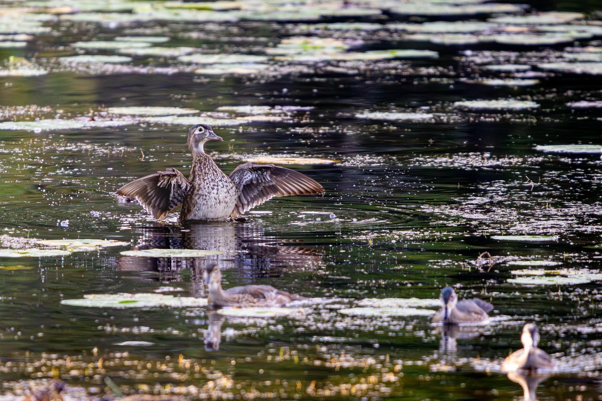 A duck flaps its wings on the water's surface, surrounded by floating leaves, with two other ducks swimming nearby