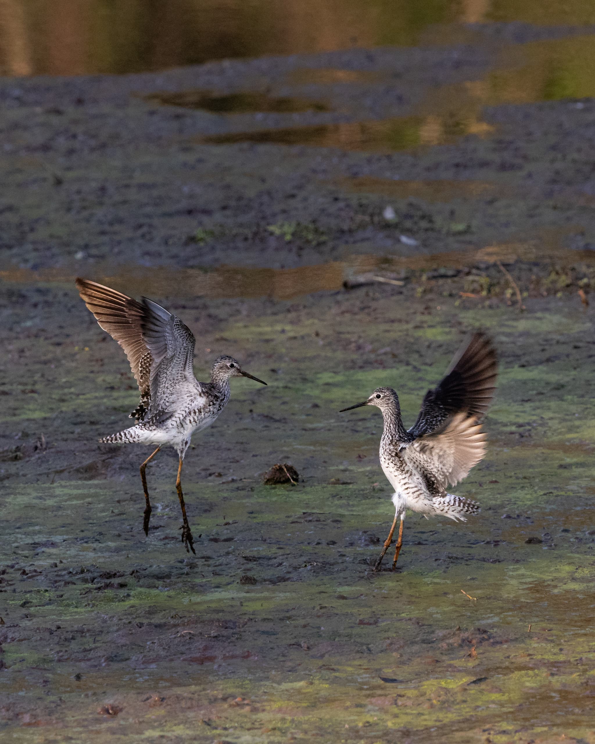 Two greater yellow legs captured mid tussle
