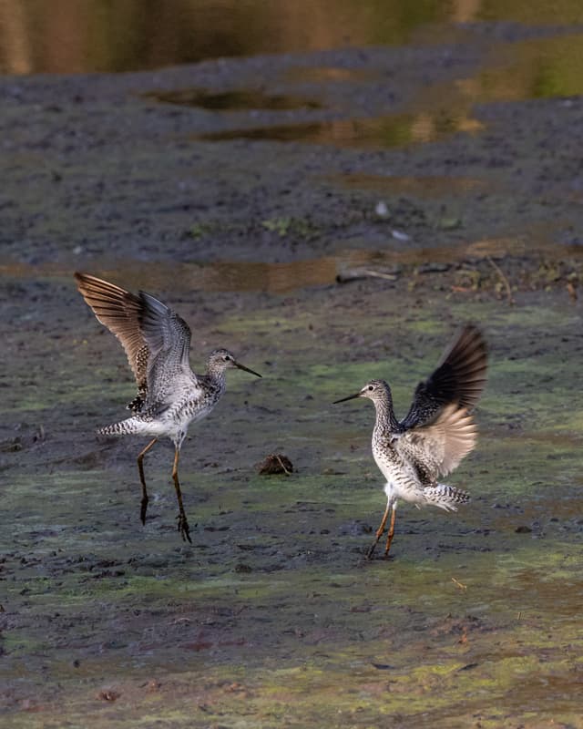 Two greater yellow legs captured mid tussle
