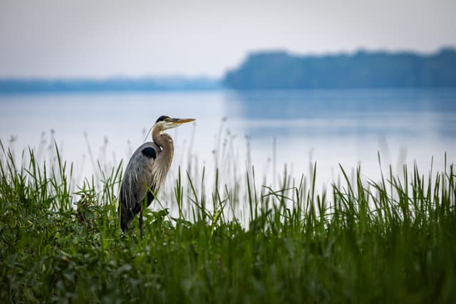A great blue heron stands in tall green grass with a calm body of water and a hazy treeline in the background