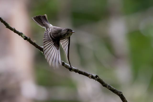 A bird with outstretched wings perched on a slender branch, captured in mid-motion against a blurred natural background