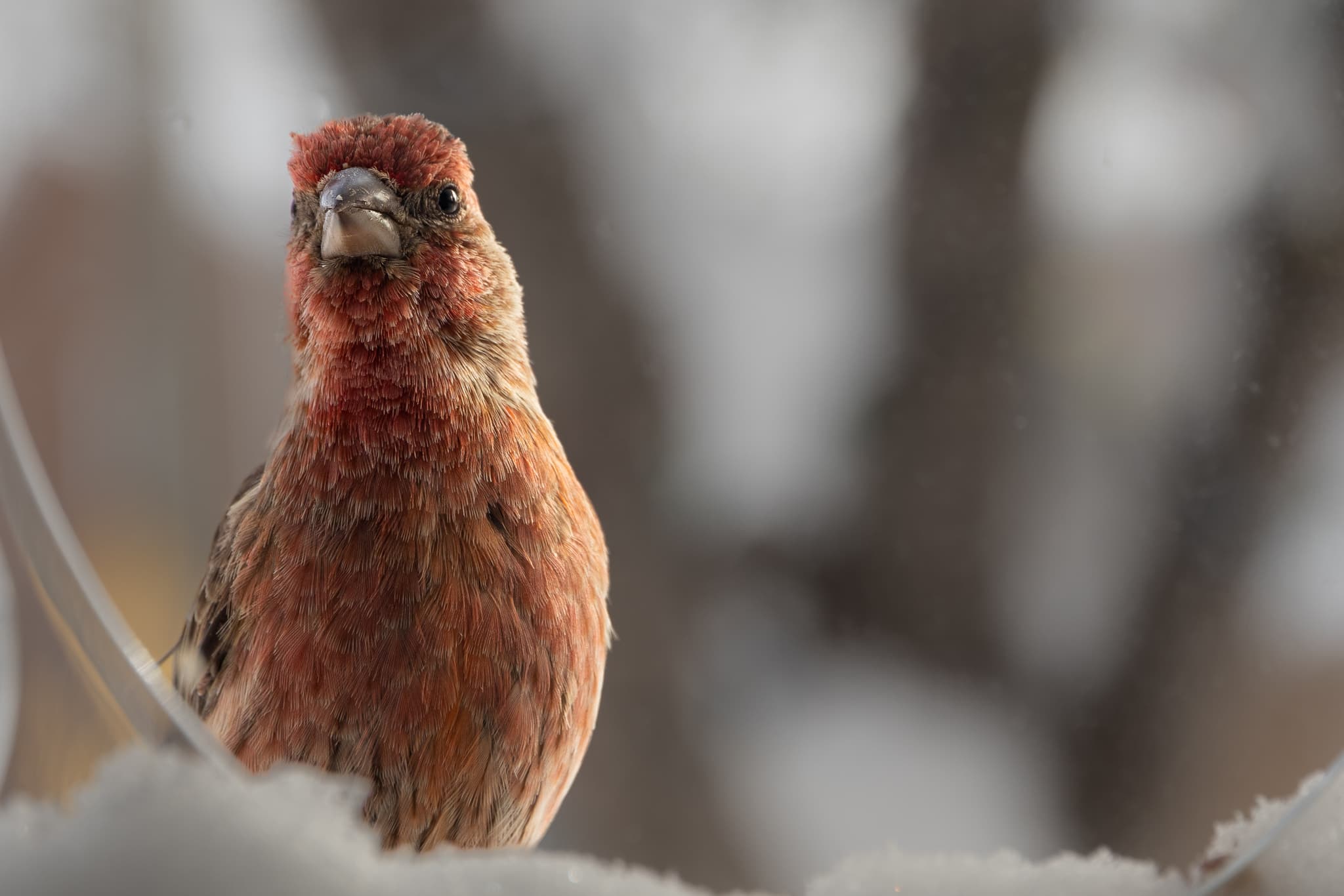 valentine's house finch friend